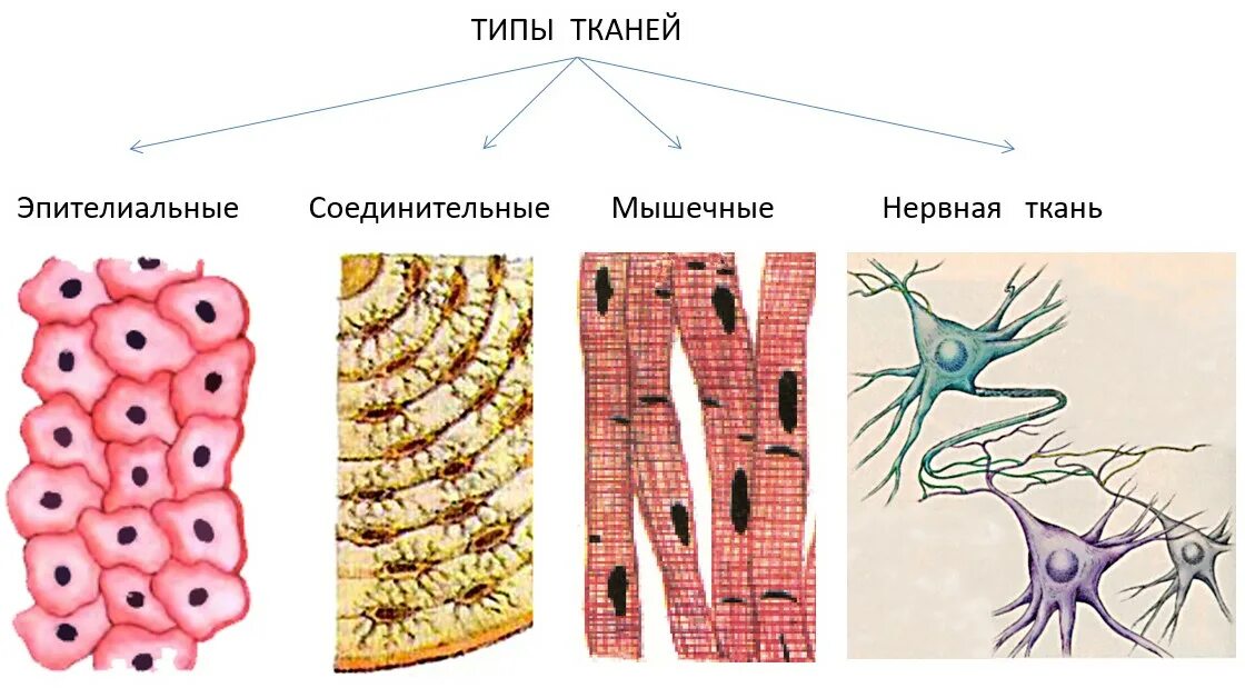 виды тканей 4 в организме. четыре типа тканей. четыре типа тканей. типы тканей. эпителиальная ткань соединительные ткани мышечные ткани.