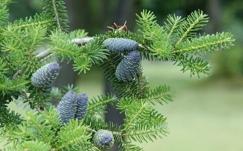 Green trees ель