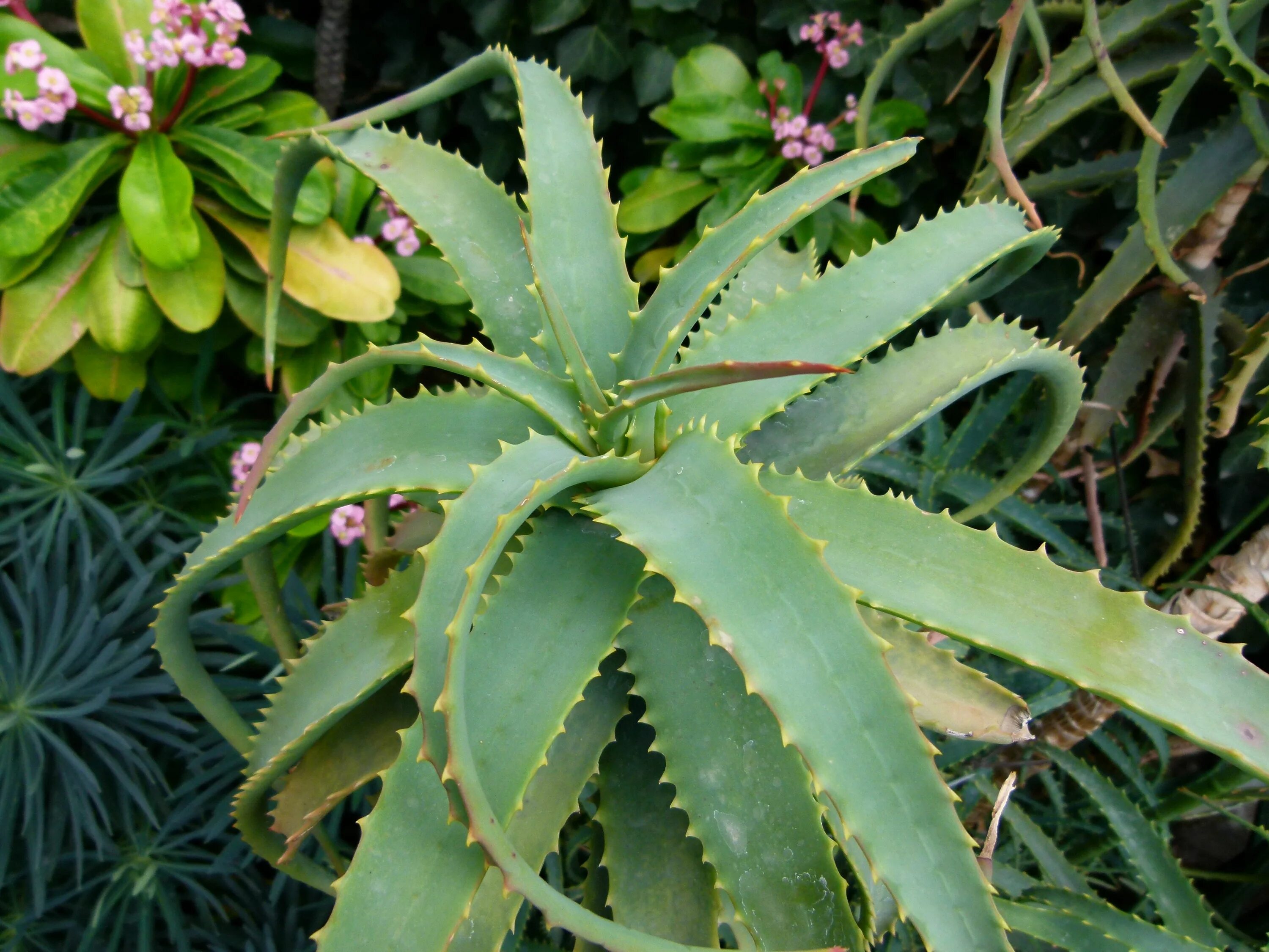 Алоэ с толстыми листьями. Aloe arborescens. Алоэ Арборесценс. Алоэ сильноветвистое. Алоэ Плант.