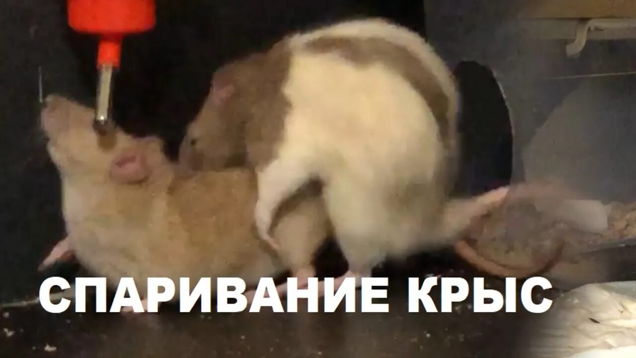 Спаривание крыс