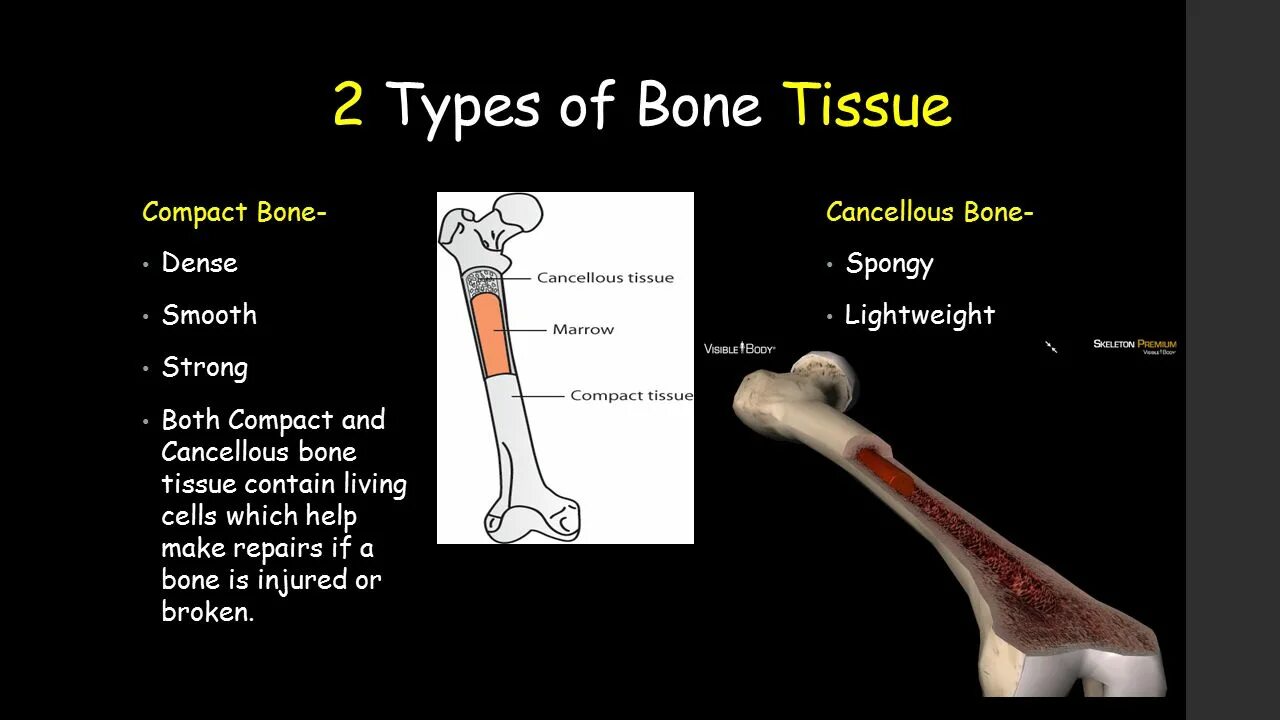 Bone meaning