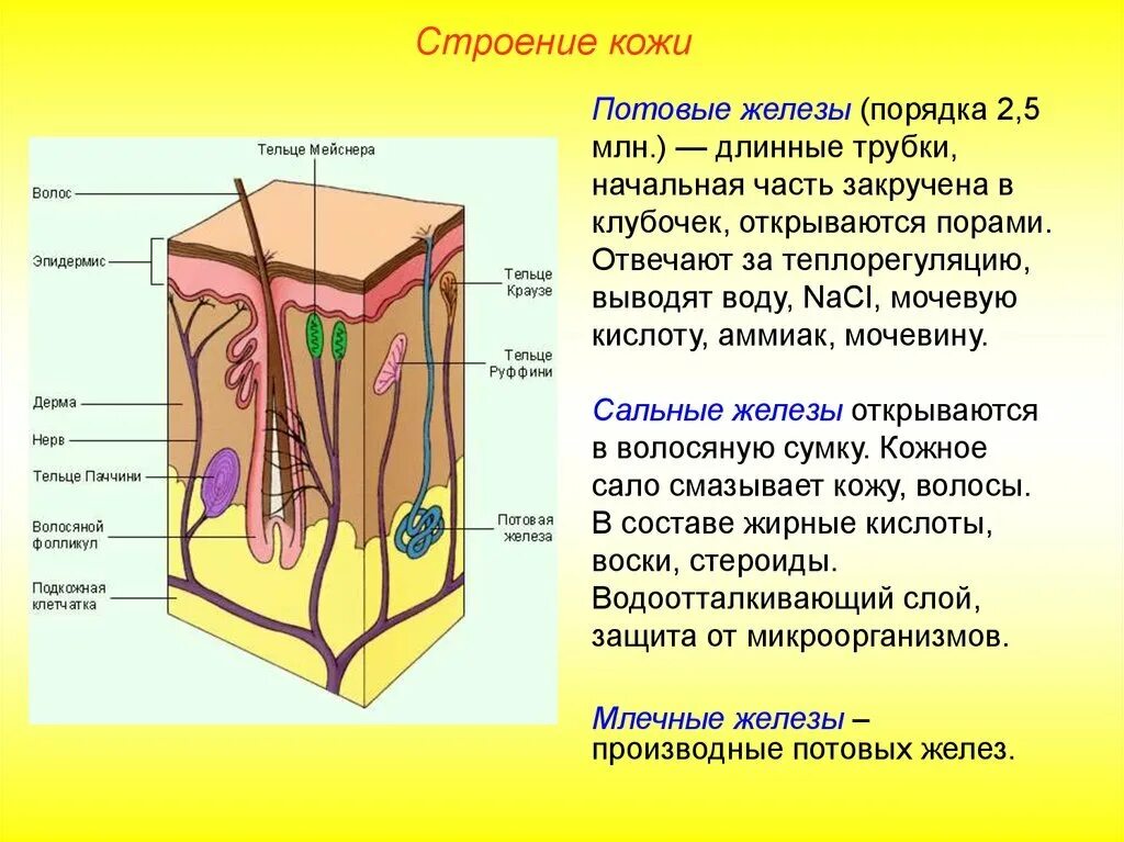 Какие функции выполняет образование кожи. Строение кожи меланин пигмент. Строение дермы кожи человека. Строение и функции кожи. Кожные железы и слои кожи. Покровы тела человека строение и функции кожи.