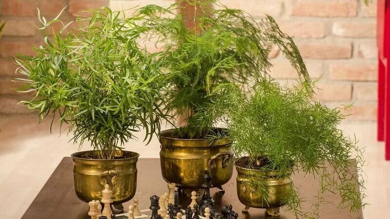 7 Pflanzen für alle, die keinen grünen Daumen haben Pflanzen, Pflanzen für zu ha