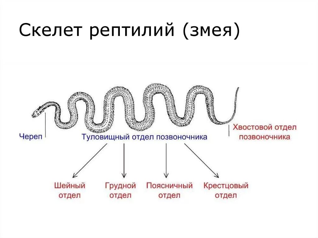 Особенности внутреннего строения змеи. Внешнее строение змеи. Строение змеи внутренние органы. Строение скелета змеи схема. Внешнее строение змеи.