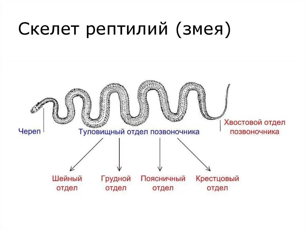 Отделы позвоночника крокодила. Скелет змеи строение. Скелет змеи отделы позвоночника. Внешнее строение змеи. Внешнее строение гадюки.