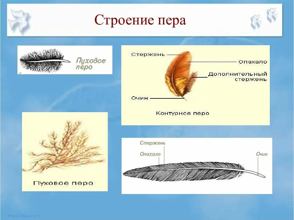 Характеристика пера птицы. Строение перьев птицы биология 7 класс. Перо строение. Перо птицы строение. Внешнее строение перьев.