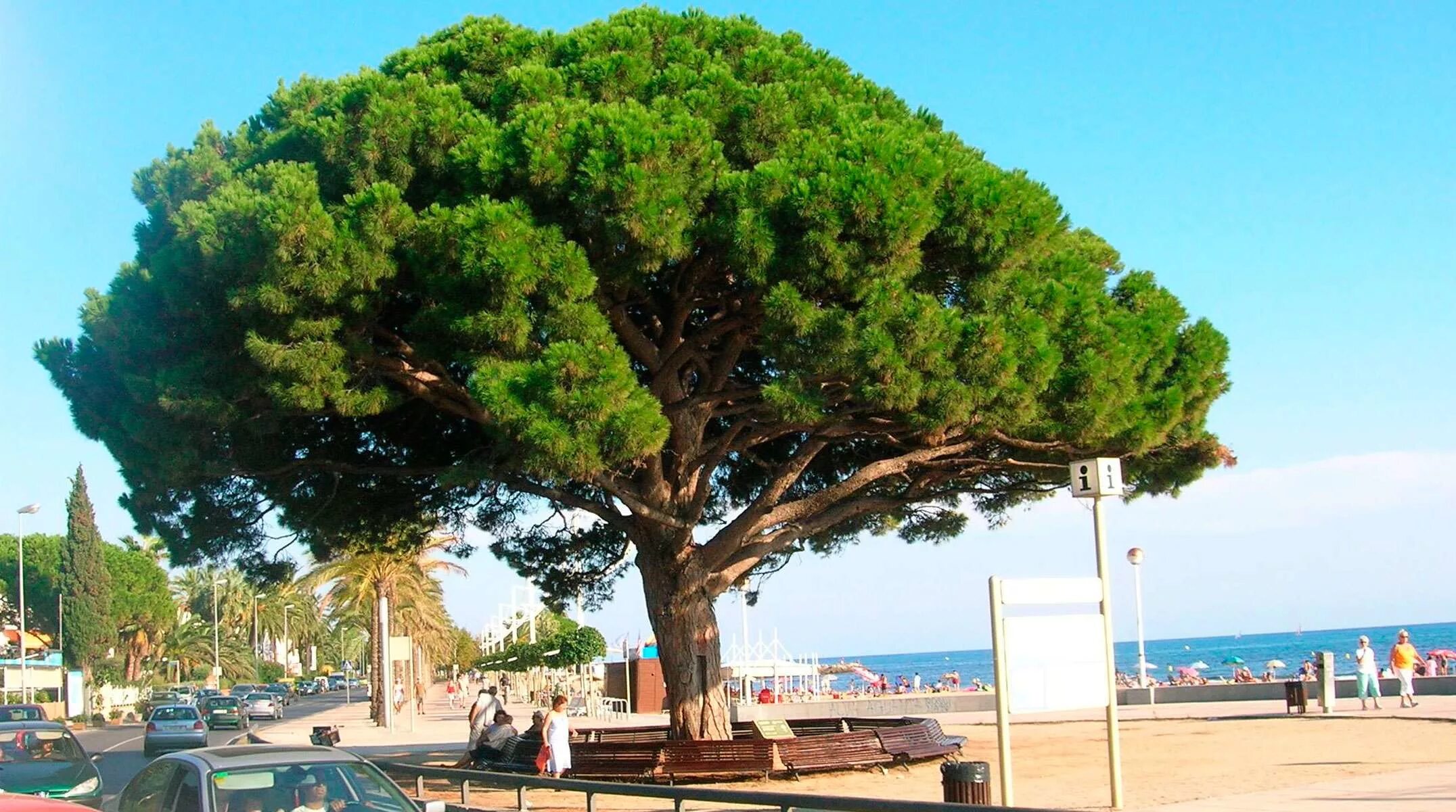 Пиния (Pinus pinea). Сосна итальянская Пиния. Сосна итальянская Pinus pinea. Средиземноморская сосна Пиния.