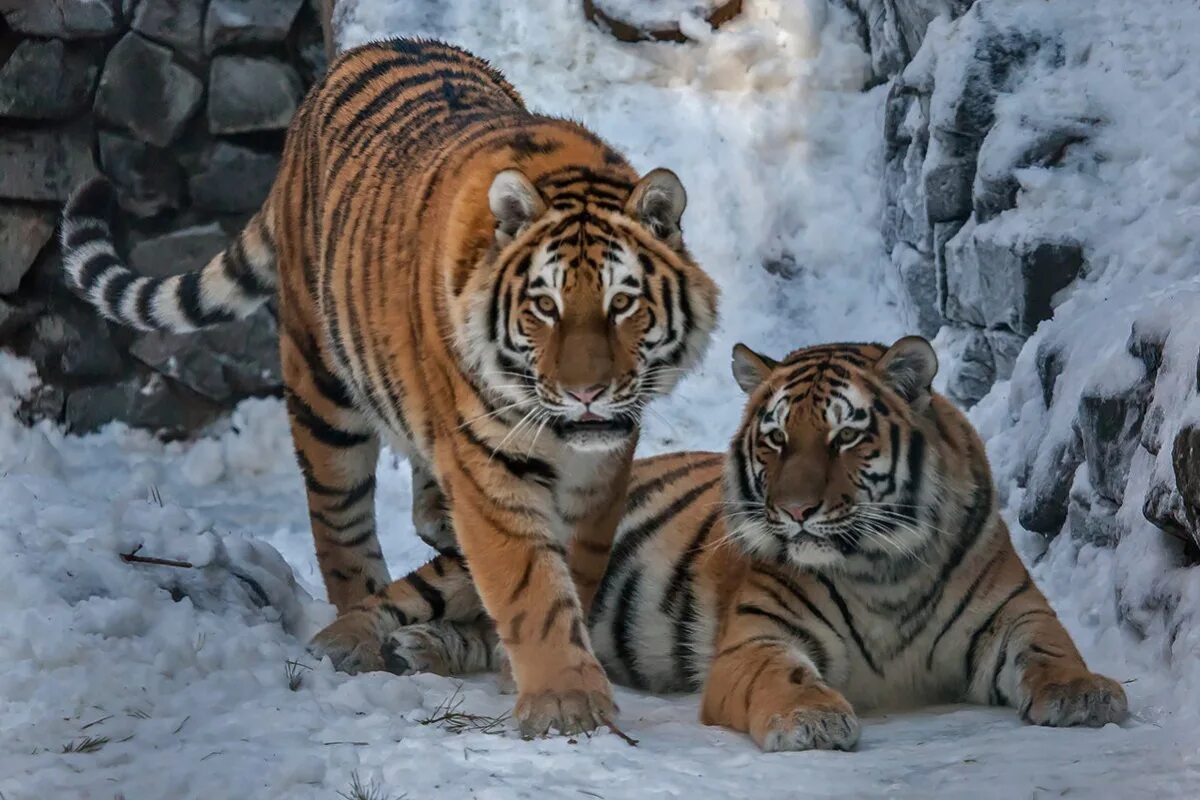 уссурийский (амурский) тигр уссурийский (амурский) тигр. уссурийский тигр и амурский тигр. амурский (уссурийский) тигр. краснокнижный тигр амурский. уссурийский тигр.