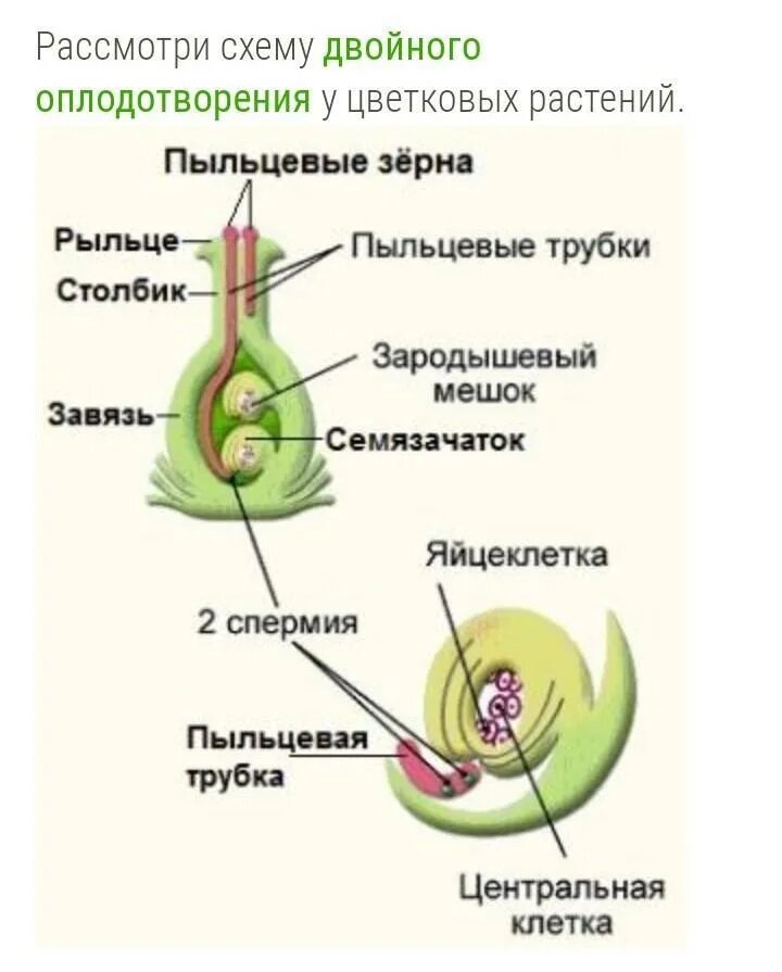 Органы цветка в котором происходит оплодотворение