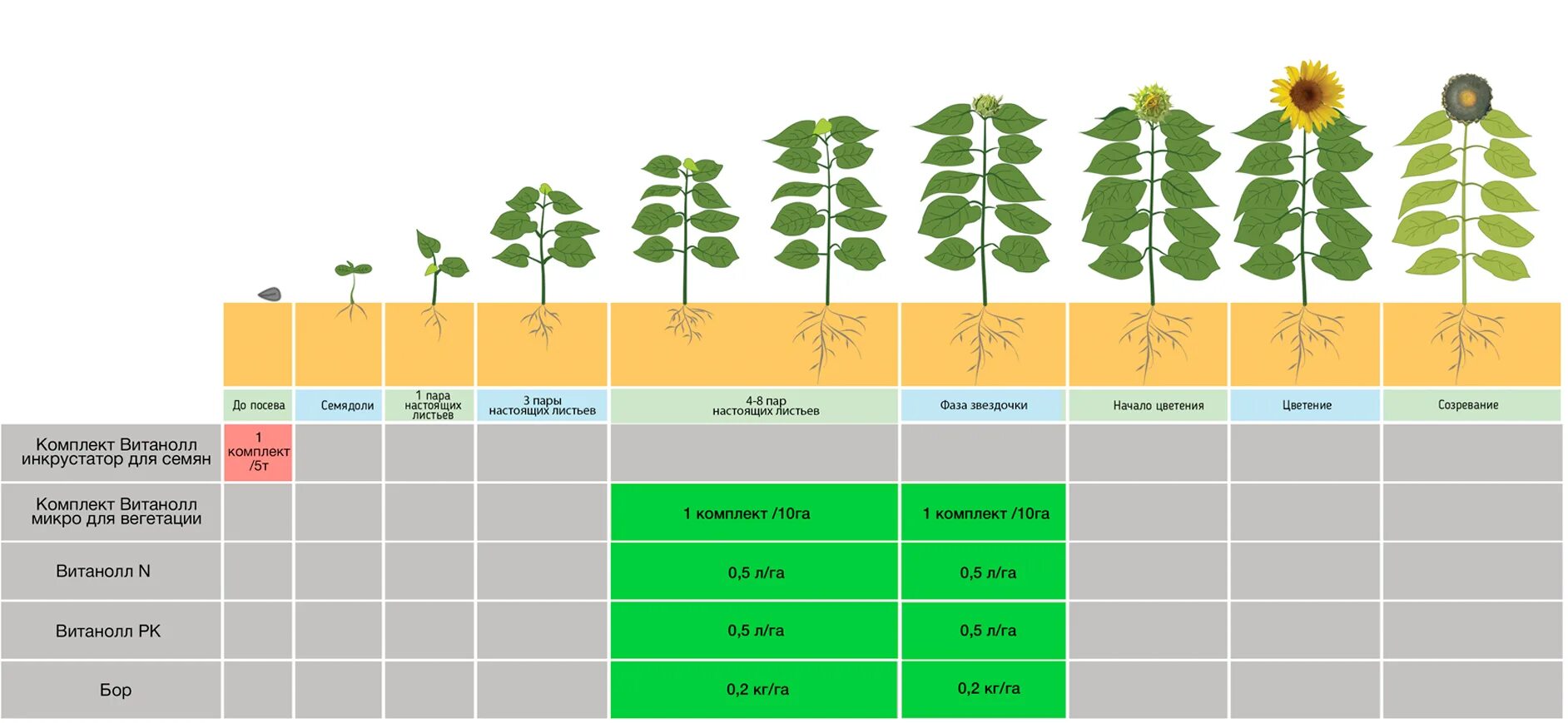 Сколько растут семечки. Подсолнечник фаза 4-6 листьев. Фаза цветения бутонизации подсолнечника. Фазы вегетации подсолнечника. Фаза бутонизация на подсолнечнике.