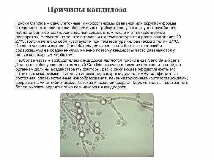 Факторы кандидоза. Дрожжеподобные грибки рода Candida. Дрожжи родов кандида (Candida). Колонии кандида альбиканс.