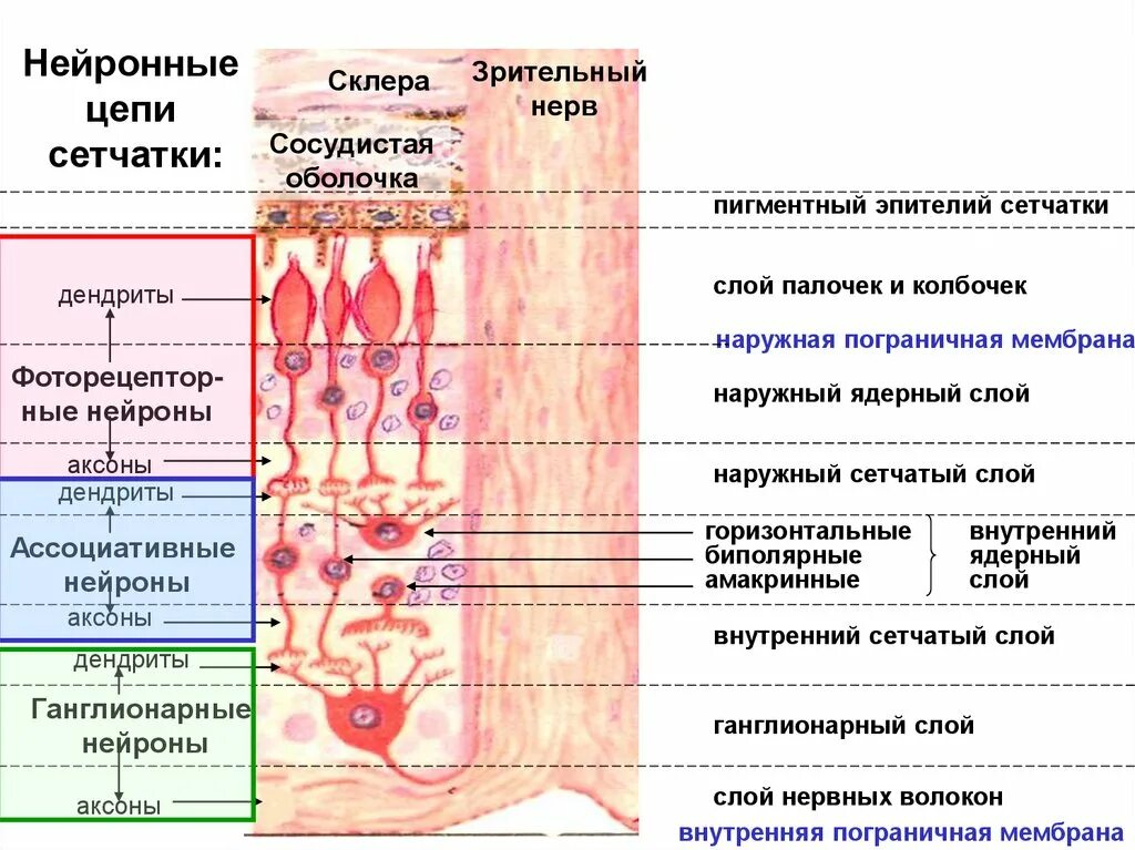 Наружный пограничный слой сетчатки. Оболочки сетчатки гистология. Схема строения сетчатки эпителий сетчатки. Слои сетчатки гистология схема.