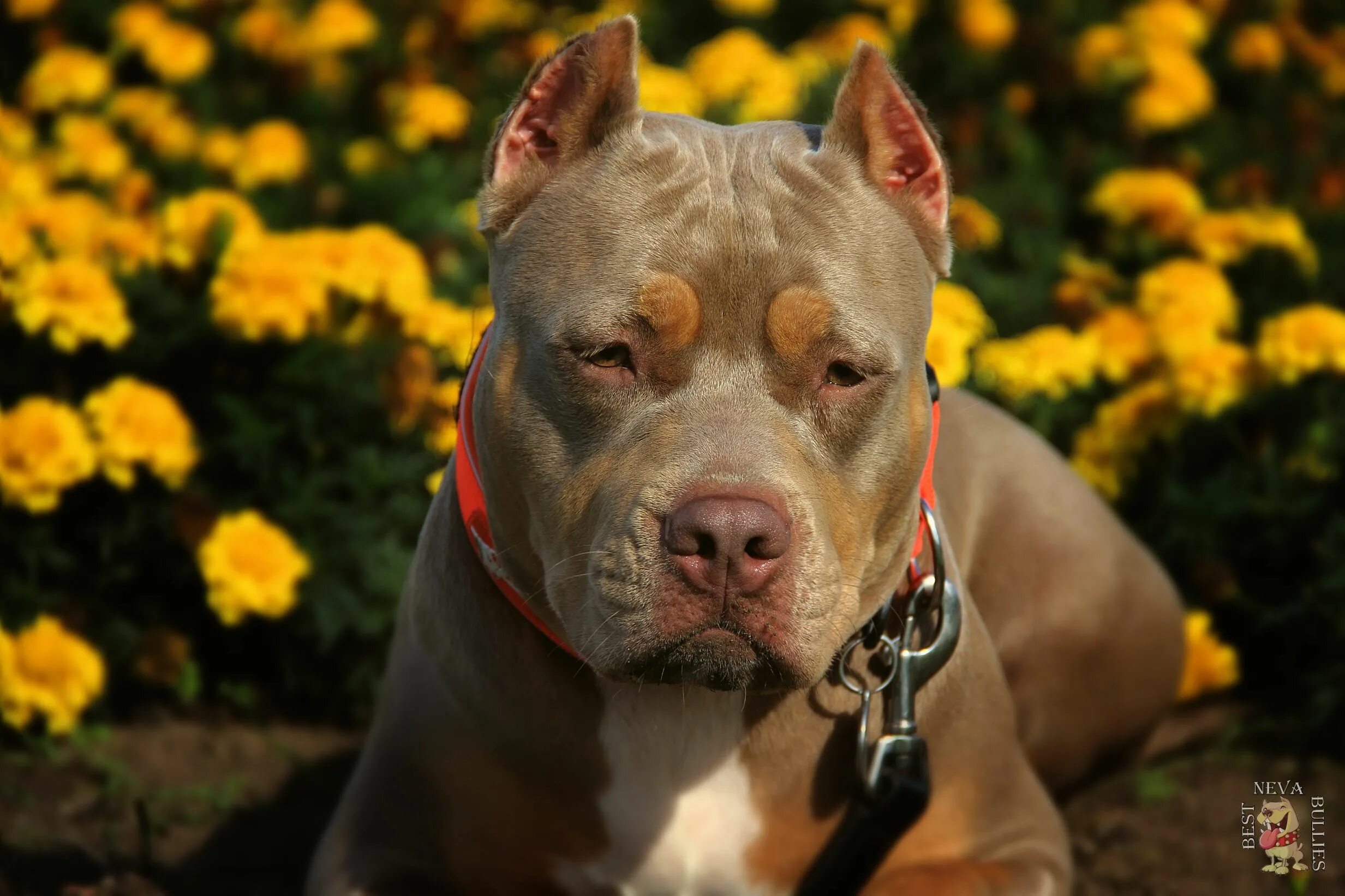Best bully