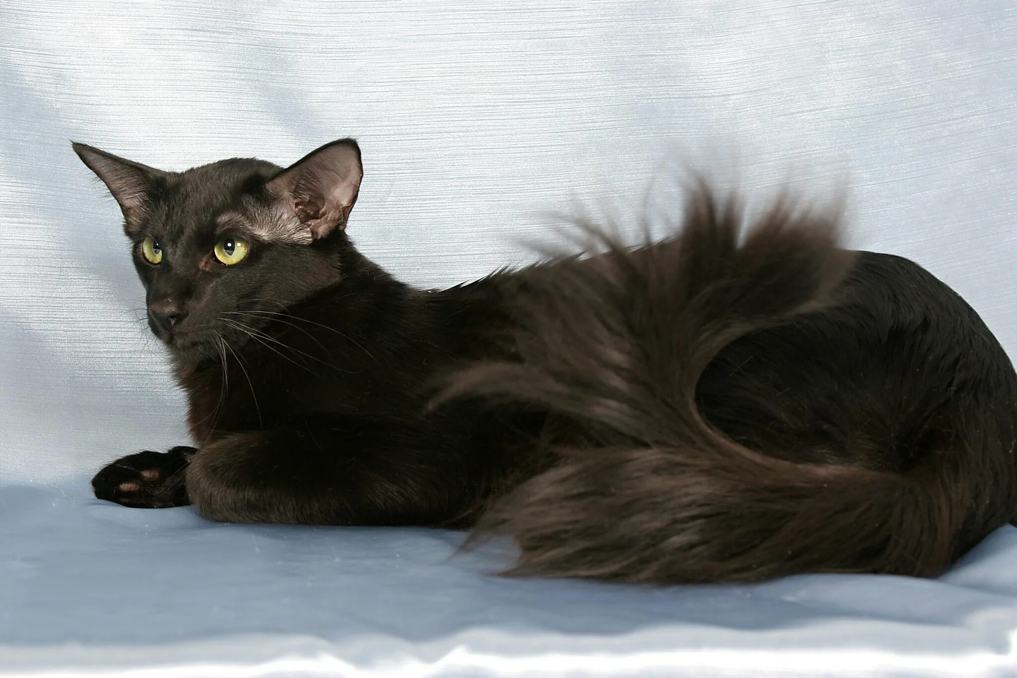 Длинная кошка порода. Ориентальная длинношерстная кошка. Ориентальная Балинезийская кошка. Яванез кошка. Ориентальная длинношерстная кошка черная.