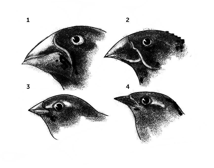 Разнообразие вьюрков. Галапагосские вьюрки клювы. Наследственная изменчивость вьюрки. Галапагосские вьюрки коллекция Дарвина. Галапагосские вьюрки Петросова.