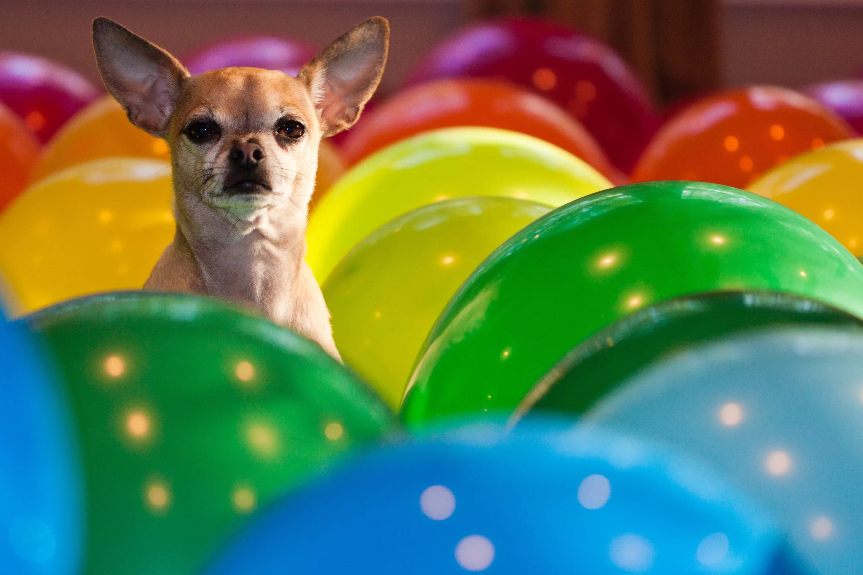 Собака в шаре. Воздушные шары собаки. Шарик собака. Собака с шарами. Шарик собака воздушный.