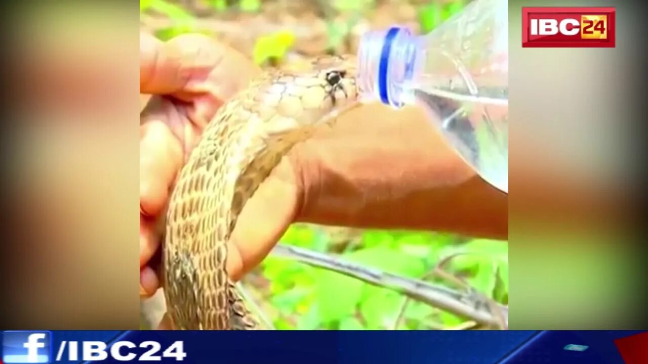 Змея пьет воду. Змея пьет воду из бутылки. Кобра пьет воду из бутылки. Кобра пьет из бутылочки.