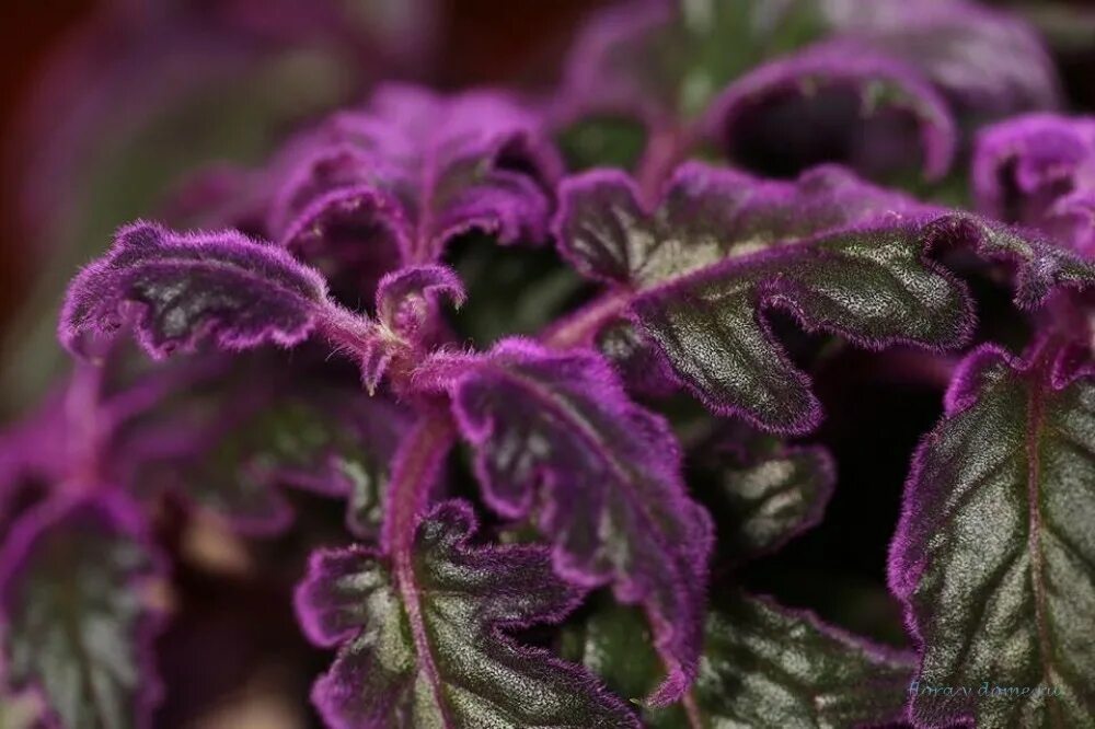 Гинура вьюн. Газонная трава бархатная лужайка. Трава бархат. Трава сверху. Холкус и бухарник.