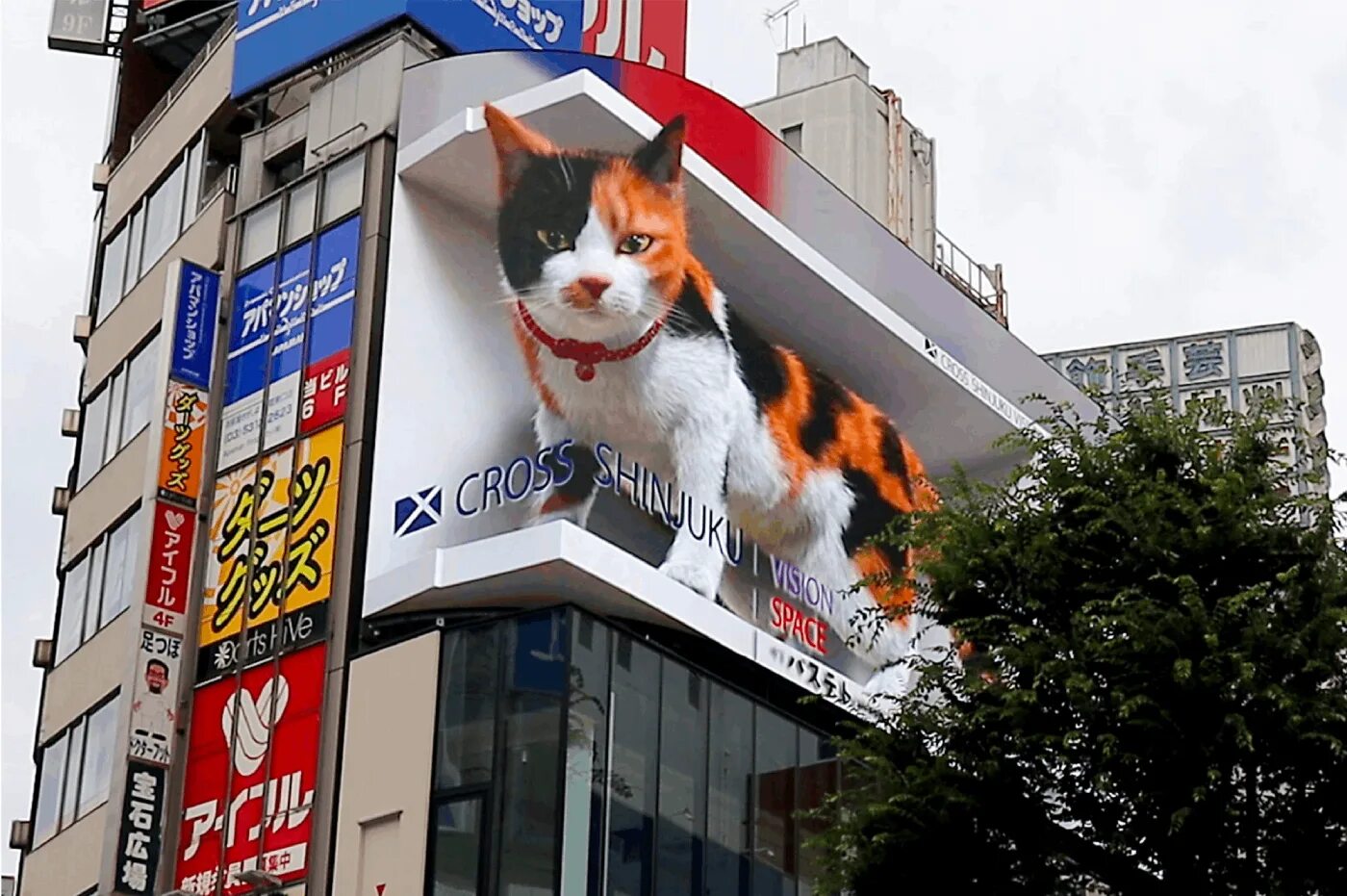 Кот в Японии на здании. 3d кот на здании в Японии. Китайская реклама кот. Кот прыгает со здания. 3 д токио