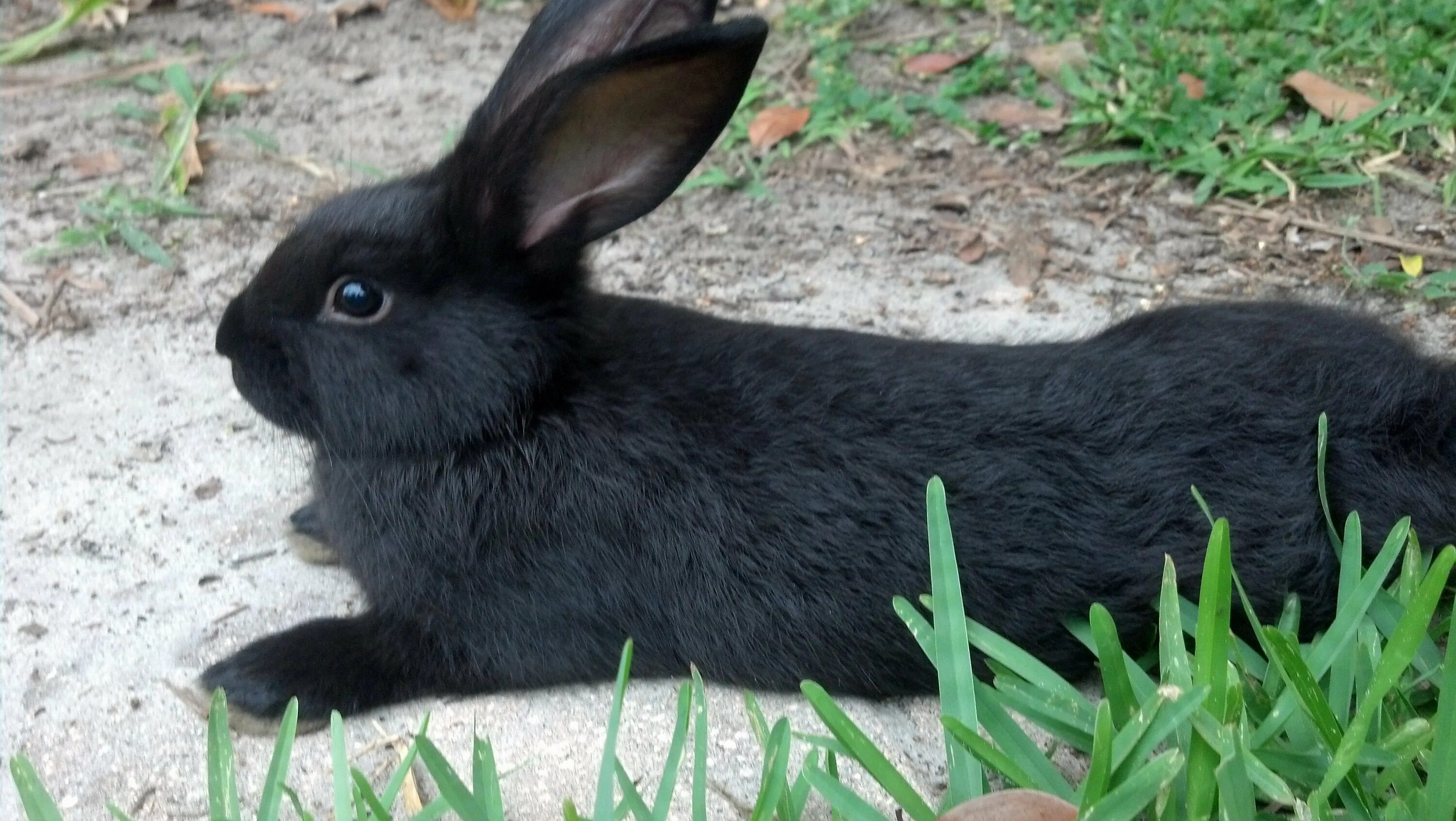 Черный кролик на английском. Европейский кролик меланист. Кролики породы Аляска. Кролик черный великан. Порода кроликов черно бурый.