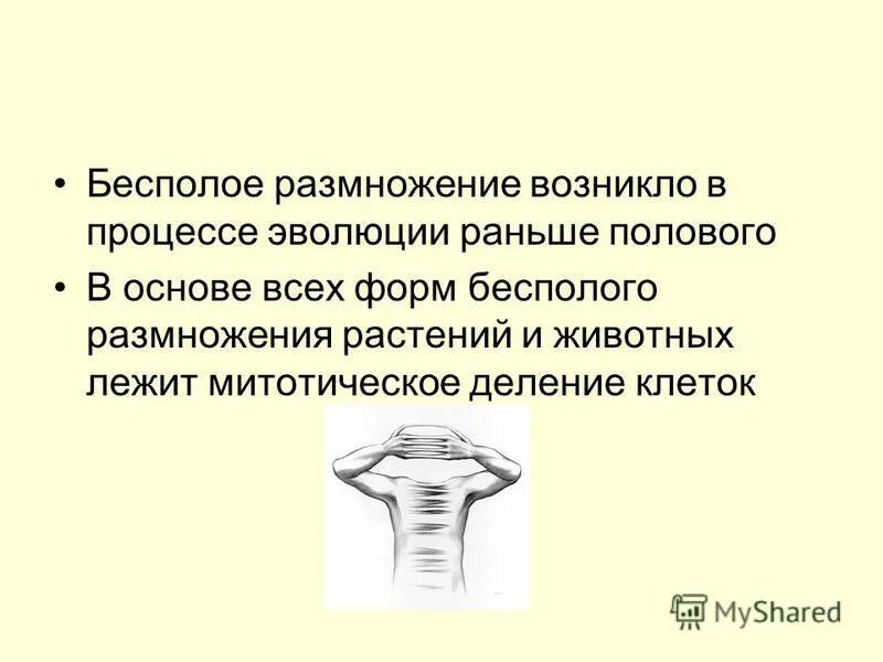 Какое размножение возникло раньше. Почкование бесполое размножение. Способы размножения бесполого размножения. Безполовое размножение растений. Бесполый процесс бесполого размножения.