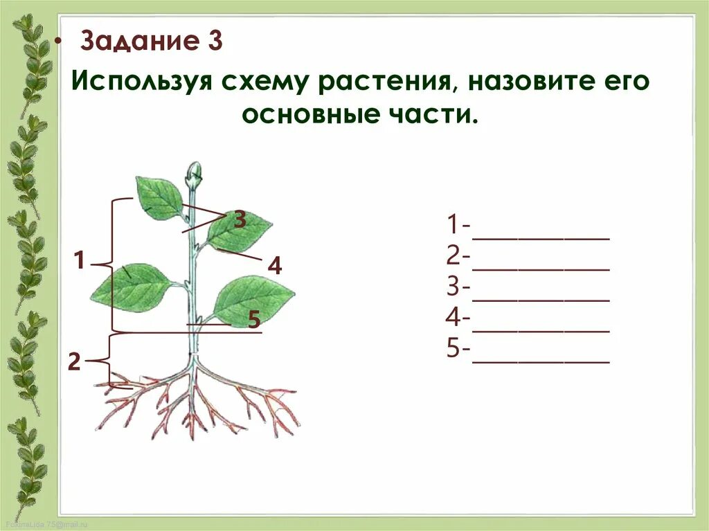 Внешнее строение растений. Основные части растения. Строение растения. Используя схему растения назовите его основные части. Тела растений имеет строение