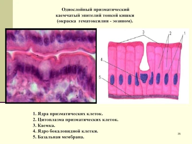 Какая ткань в кишечнике