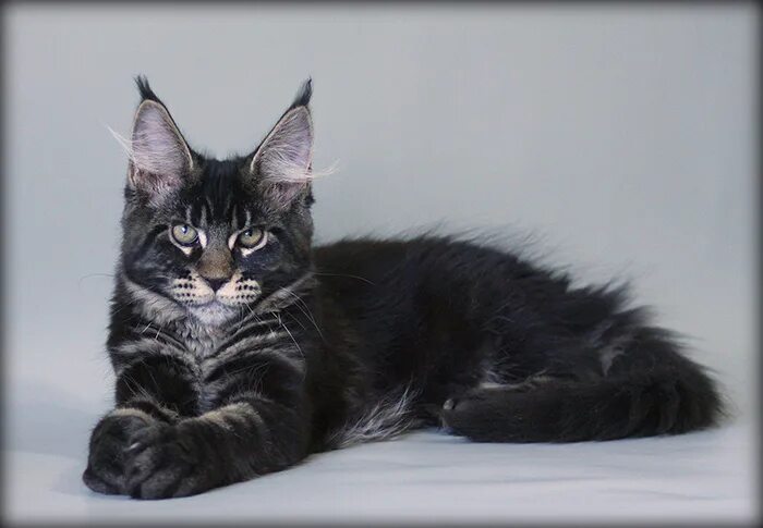 мадам полоскина питомник мейн-кунов. питомник черных мейн кунов москва. сильвер грейс питомник мейн кунов. мейн кун шоу. мейкун.