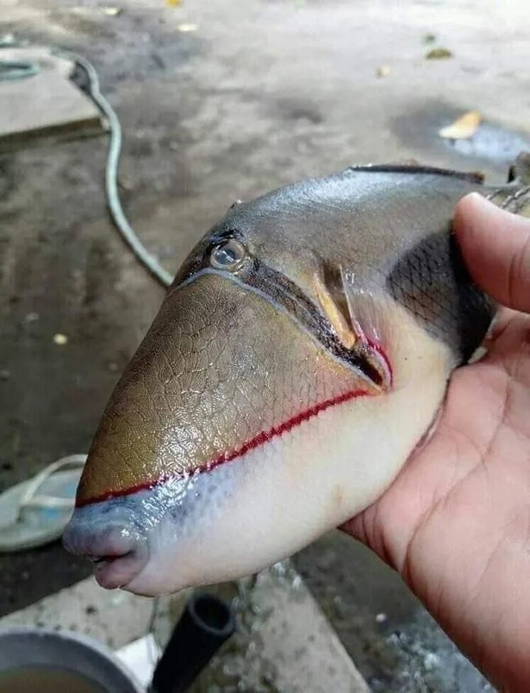 Советская рыба с губами. Спинорог Пикассо рыба зубы.
