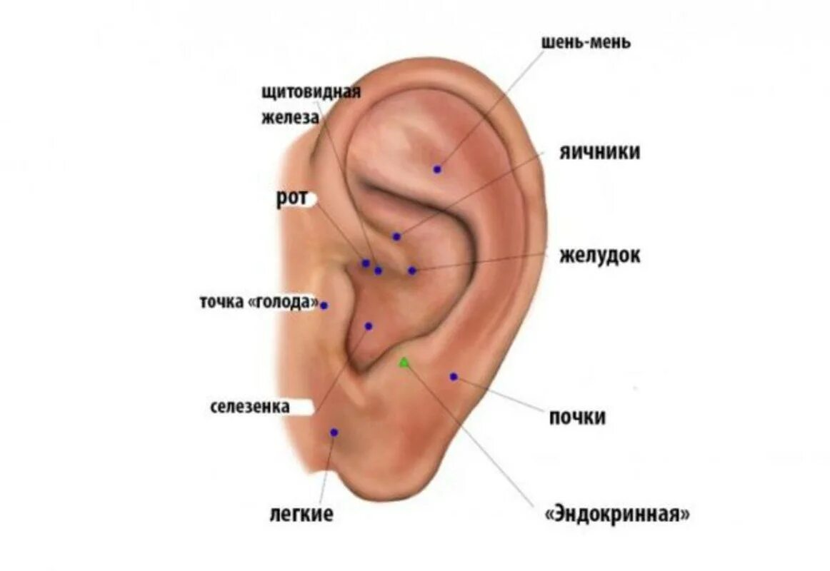 Где находится голод. Акупунктурные точки на ухе для похудения. Акупунктурные точки на ухе для снижения веса. Акупунктура уха точки для похудения. Иглоукалывание точки на ушных раковинах.