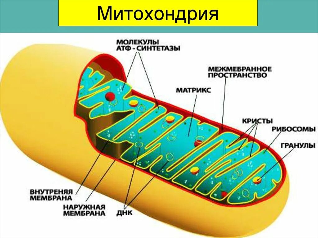 Эукариотическая клетка молекула днк. Строение митохондрии растительной клетки. Строение митохондрии эукариотической клетки. Митохондрии биология строение.