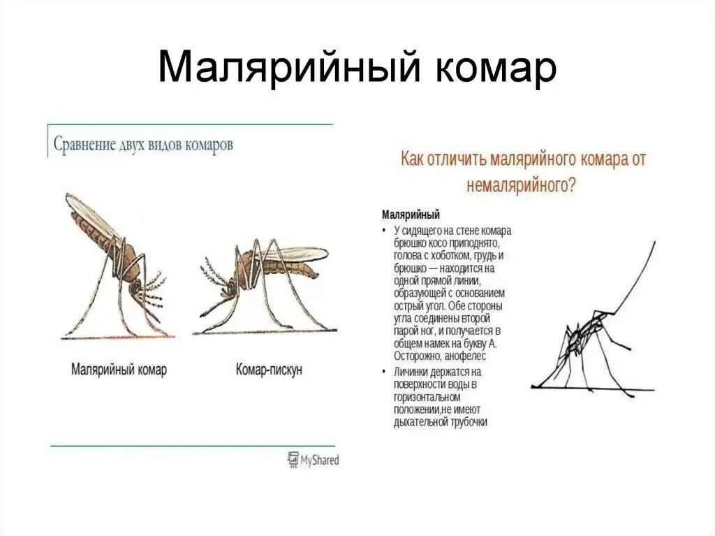 Малярия в россии как выглядит 25 апреля Всемирный день борьбы против малярии ФБУЗ "Центр гигиены и эпидеми