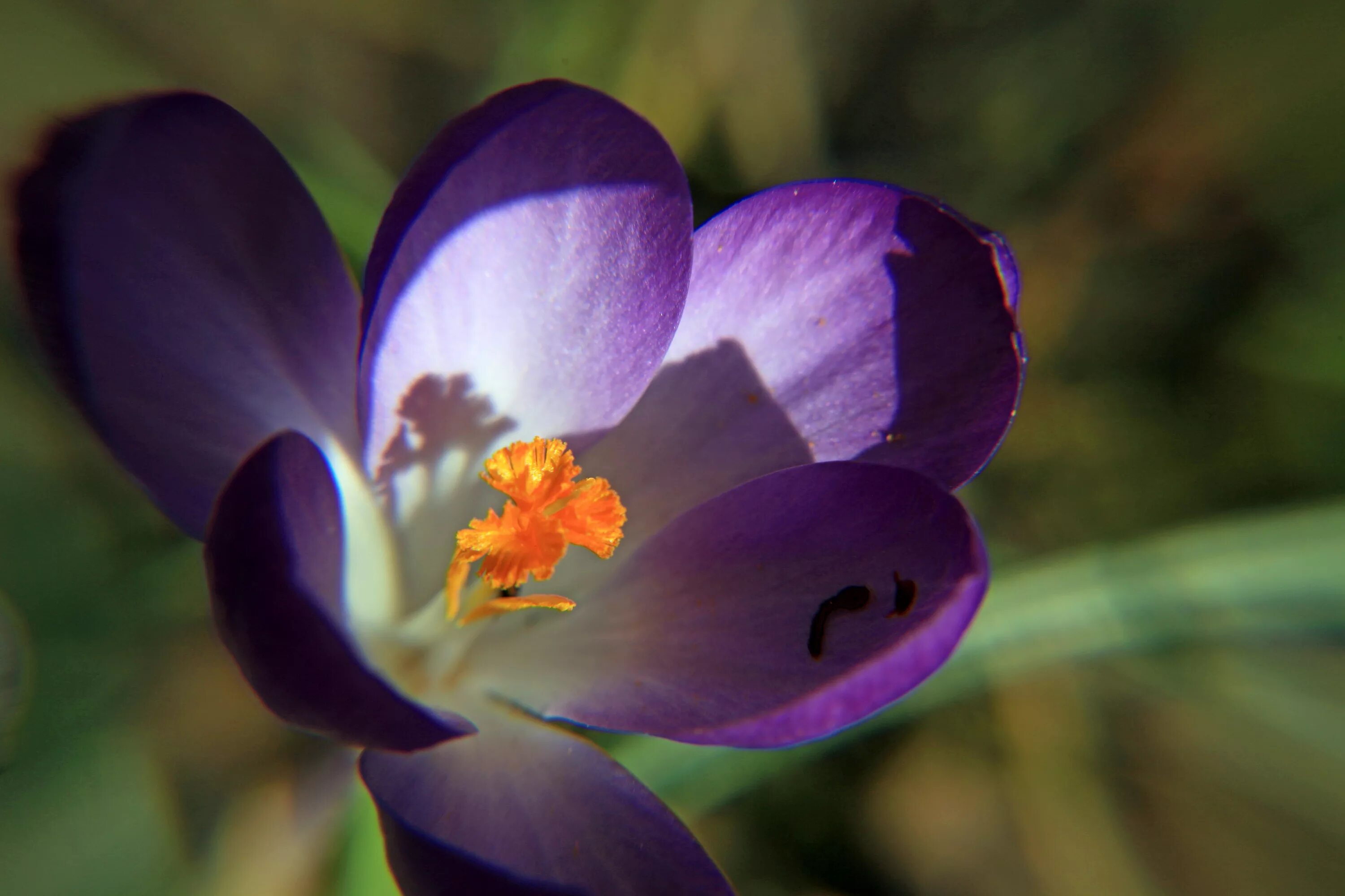 Крокус жуткие фото. Крокус перпл. Крокус Макросъёмка. Purple Crocus Вики. Purple Crocus Purple Crocus.