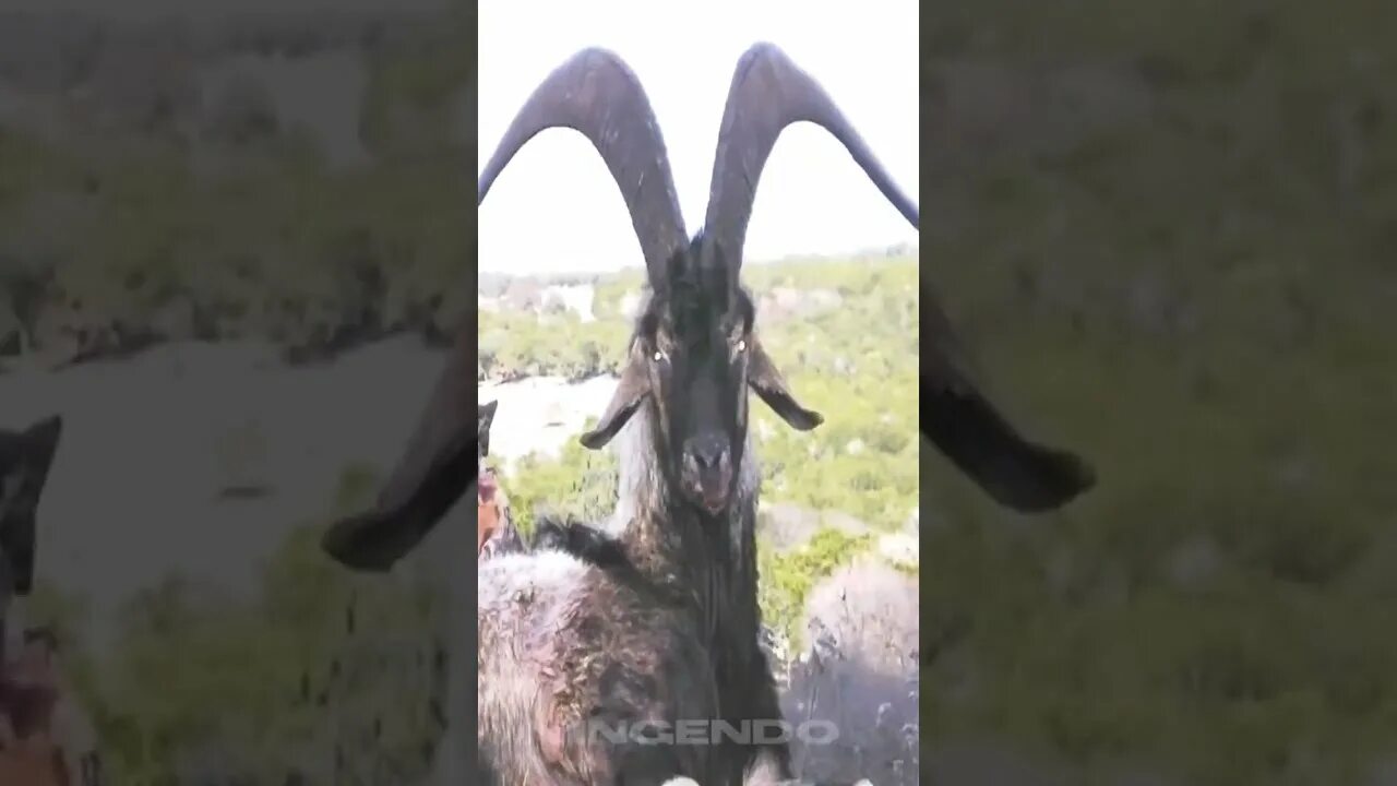 Чëрный козëл на заброшке. Коза на заброшке. Коза на заброшке. Подростки на заброшке ночью. Подростки на заброшке.