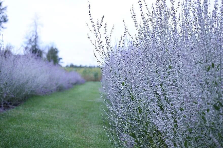 Растение мудрого. Перовския atriplicifolia. русский мудрец растение. трава мудрец. цветок перовскии.