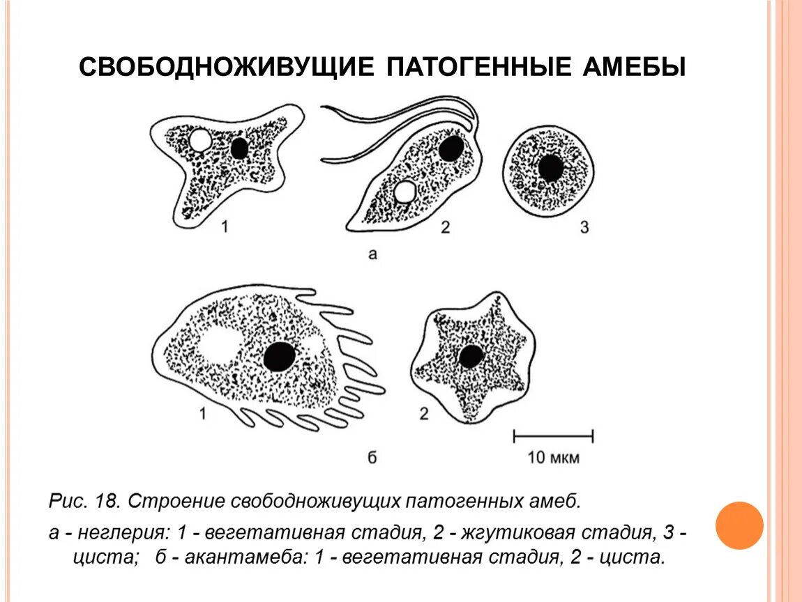 Какой цифрой обозначена на рисунке стадия амебы. Патогенная форма дизентерийной амебы. Свободноживущие патогенные амебы. Дизентерийная амеба строение.