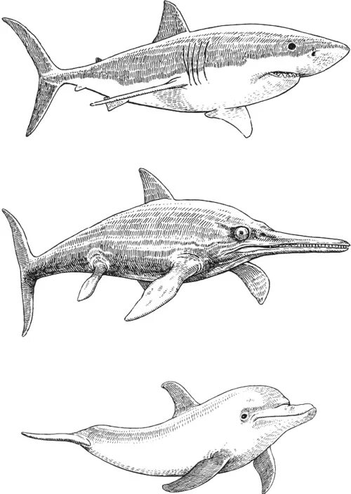 Акула ихтиозавр. Ихтиозавр и Дельфин. Акула Ихтиозавр Дельфин. Эволюция ихтиозавров. Конвергенция акула Ихтиозавр Дельфин.