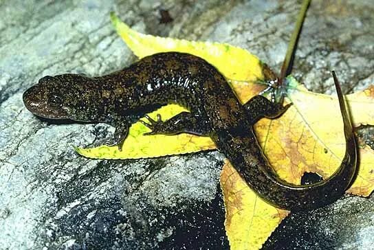 саламандра отряд хвостатые.