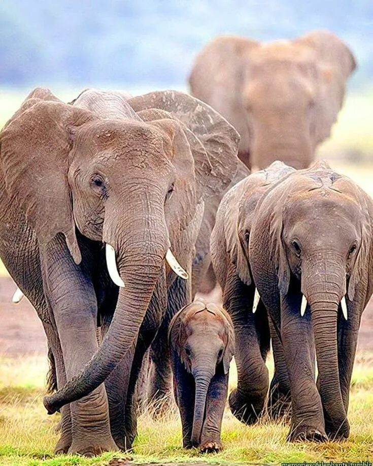 Популяция слонов. Африканский слон, детеныш. Стадо слонов. Слоны. Побольше о слонах.