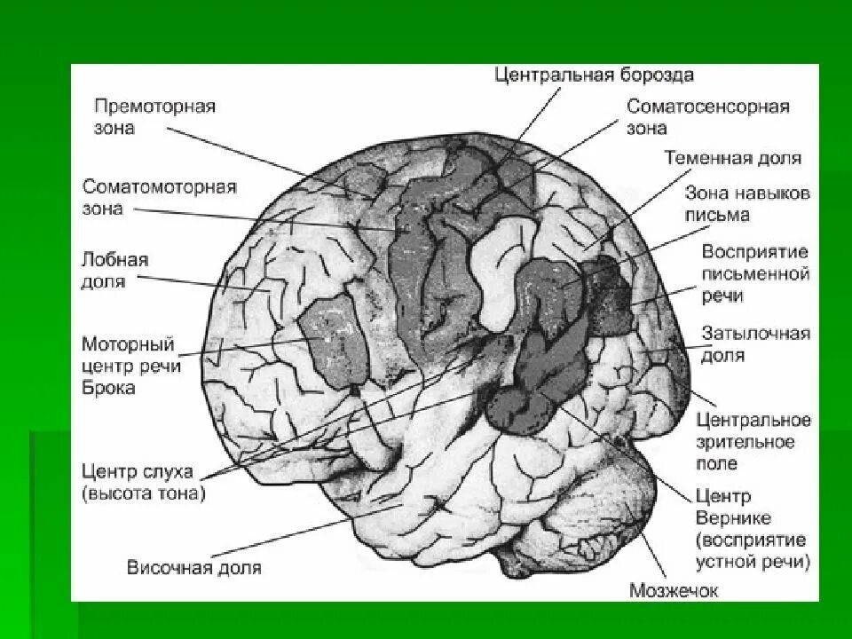 Развитие долей мозга. Постцентральная зона коры головного мозга. 3 Зона соматосенсорной области коры большого мозга.