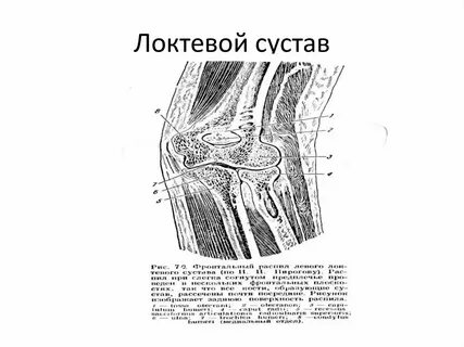Где находится локтевой сустав