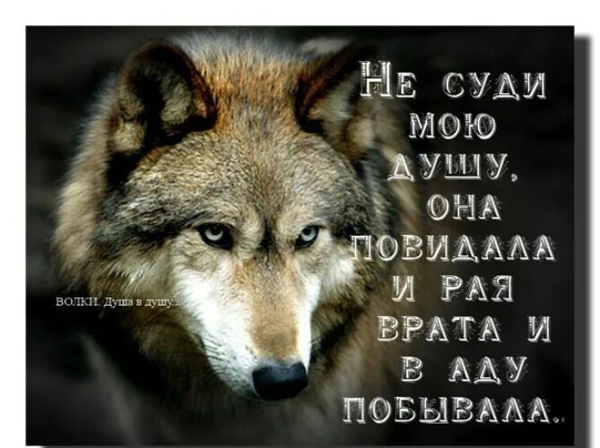 Одинокий волк цитаты. Волки цитаты в картинках. Красивые цитаты про Волков. Волк одиночка цитаты.