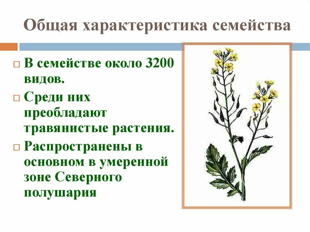 Семейство крестоцветные капуста характеристики. Цветки крестоцветных растений. Капустные растения крестоцветные характеристика. Крестоцветные отдел класс семейство.