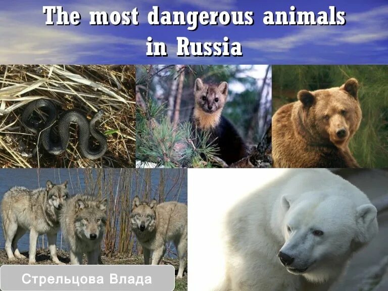 Dangerous animals in Russia. The most Dangerous animal in the World.