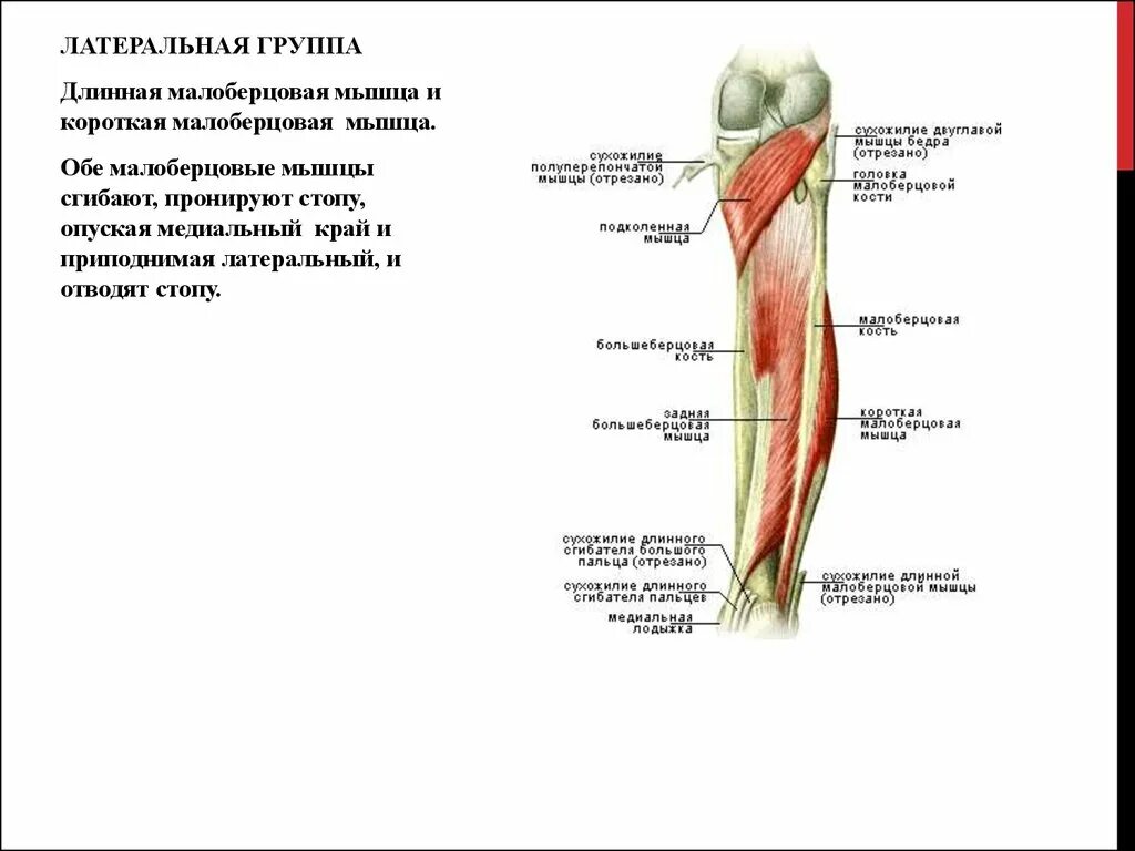 Медиальный и латеральный это. Длинная малоберцовая мышца стопы анатомия. Длинная и короткая малоберцовая мышца. Малоберцовая группа мышц. Мышцы отводящие стопу кнаружи.