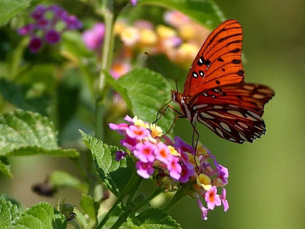 Бабочки летают вокруг. Бабочки. Бабочка на цветке. Бабочки в природе. Лето бабочки.