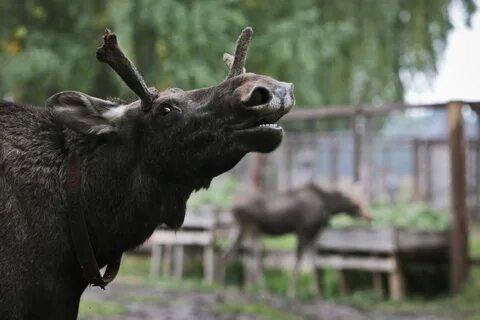Животные вологда
