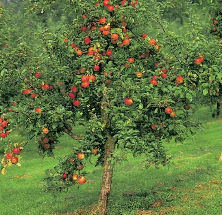 Сколько стоят плодовые деревья. Аскания яблоня. Яблоня полукарлик. Яблоня венечная. Яблоня соковое 3.