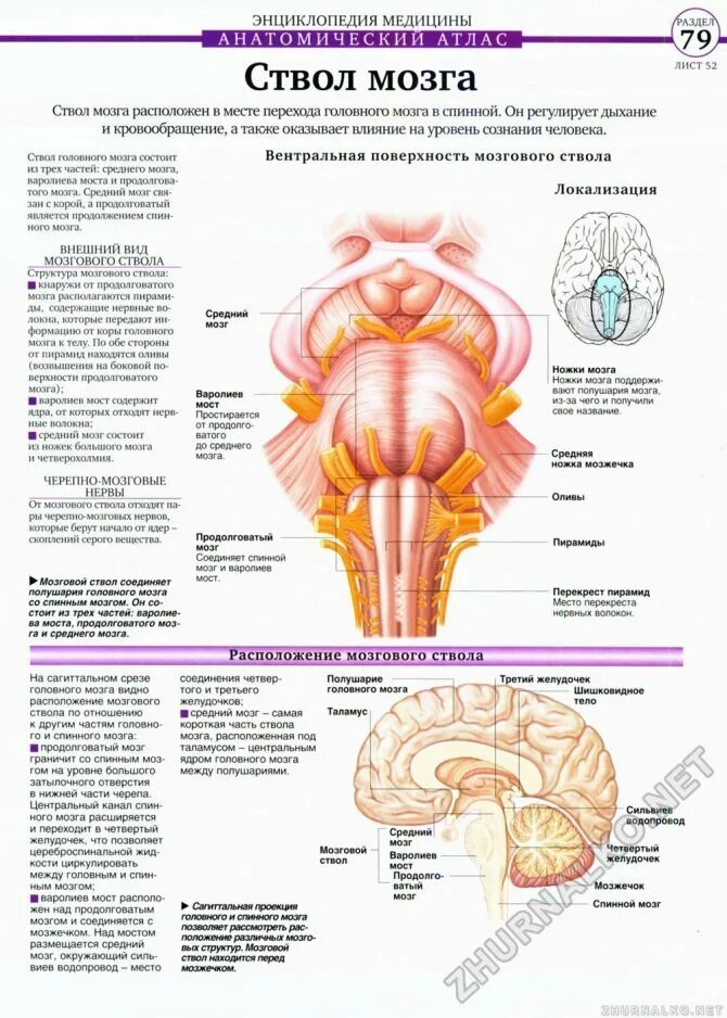 Строение ствола головного мозга человека анатомия. Структуры ствола мозга анатомия. Ствол головного мозга анатомия кратко. Расположение отделов ствола головного мозга. Структура и функции ствола мозга
