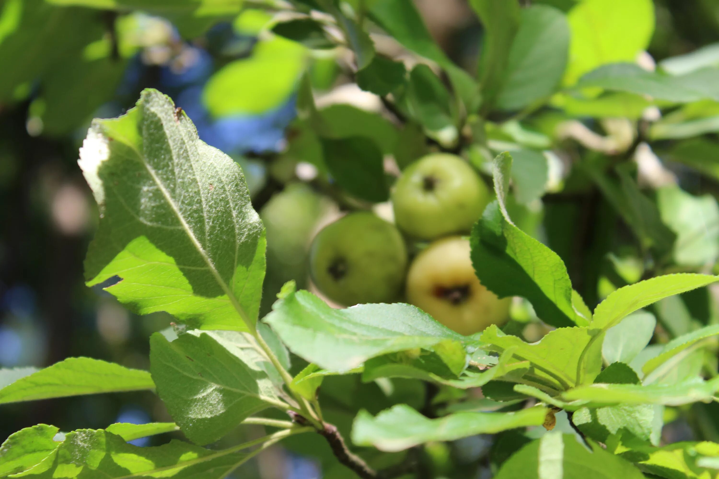 Дико растущая яблоня. Яблоня Лесная Malus Sylvestris. Яблоня Лесная биттенфейдэ. Яблоня Лесная (дичок). Яблоня дичка.